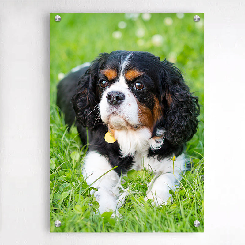 Custom dog picture frame best sale